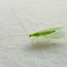 Load image into Gallery viewer, Green Lacewing Mail Back, 1,000 Eggs