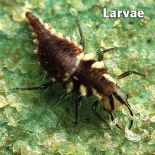 Load image into Gallery viewer, Green Lacewing Mail Back, 1,000 Eggs
