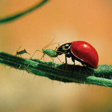 Load image into Gallery viewer, Lady Bug Mail Back, 1,500 Adults