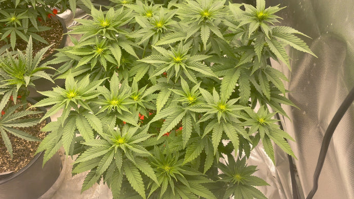 Part 18: Flowering Update