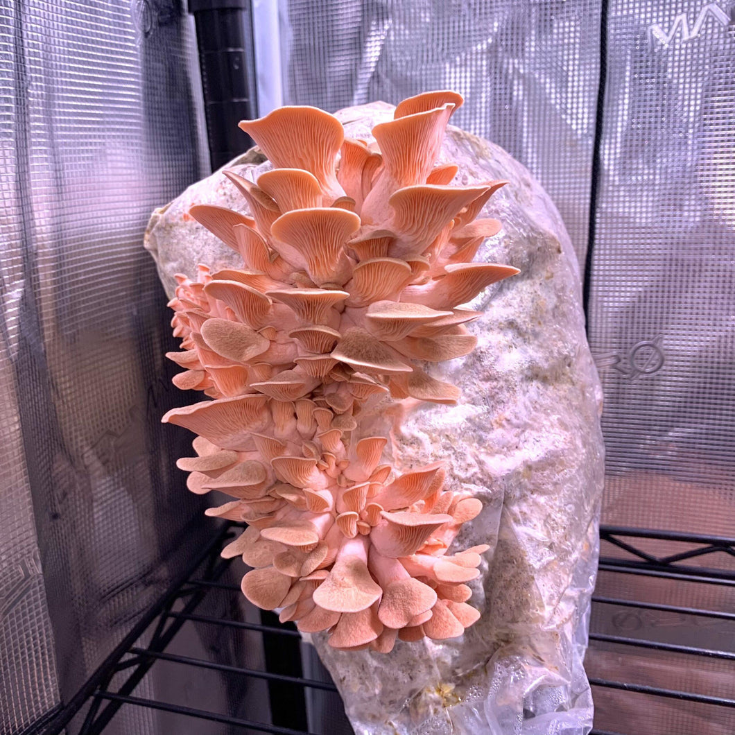 Sonoran Spores Pink Oyster Mushroom Culture Kit