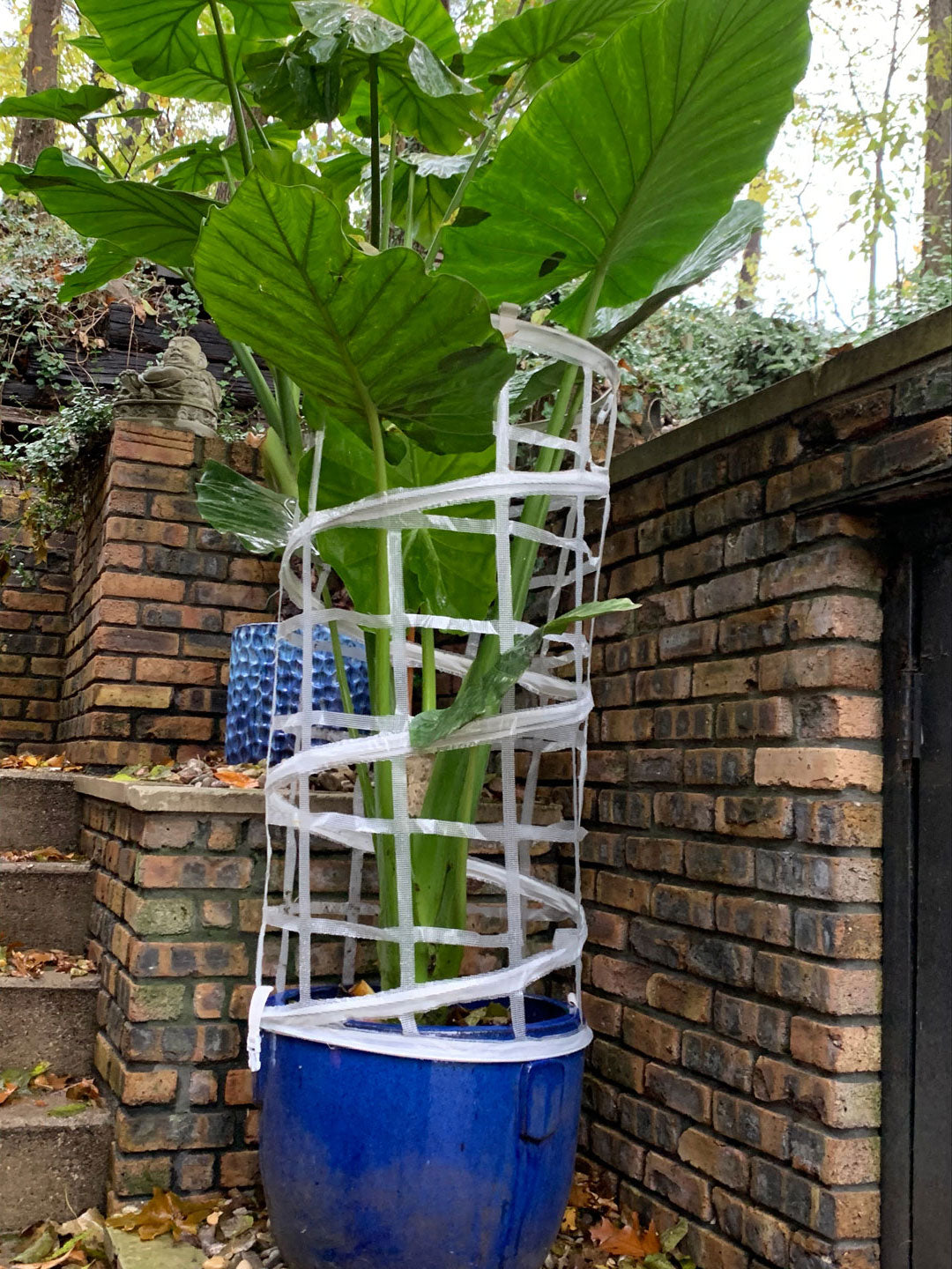 indoor plant trainer Plant Trainer