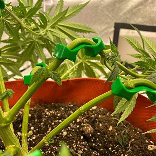 low stress training pot plants Low Stress Training (LST) clips – Extended Seasons Indoor Gardening