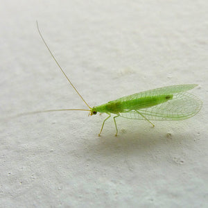 Green Lacewing Mail Back, 1,000 Eggs